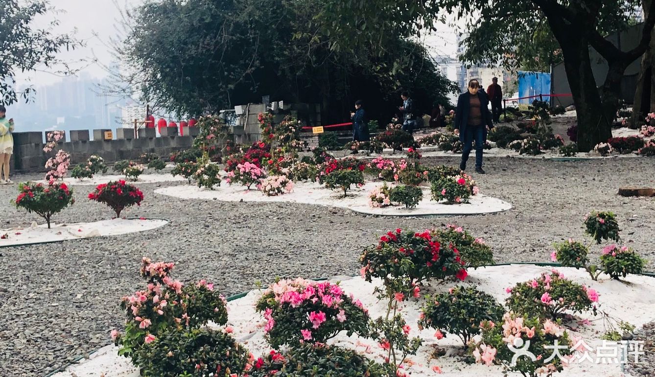 废墟中的烂漫花园[玫瑰][凋谢]