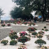 废墟中的烂漫花园[玫瑰][凋谢]