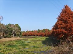 -上海海湾国家森林公园
