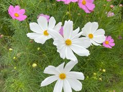 -春花秋色城市公园