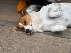 -龙华素斋(龙华路店)