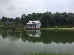 -大塘金香草谷
