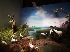 -贝林大翅鲸简餐厅(国家海洋博物馆店)