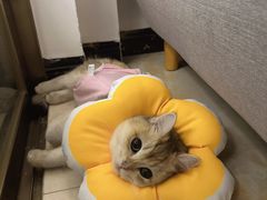 -凯特喵百思猫专科医院