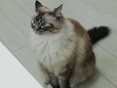 -喵的天空名猫咖啡馆·撸猫·猫舍·用品