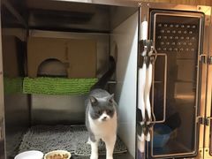 -御宝贝·A梦猫科宠物医院(国际猫友好医院)