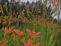 -永定河休闲森林公园