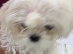 -美联众合动物医院·24h京西诊疗中心