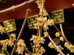 -国家植物园