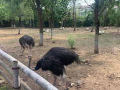 -大连森林动物园