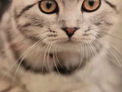 -猫先生时尚火锅(桂平路店)