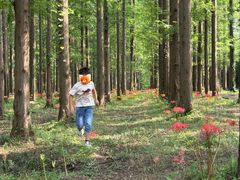 -黄海国家森林公园