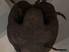 -美国自然历史博物馆