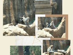 -昆明动物园