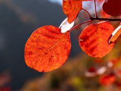 -少华山国家森林公园