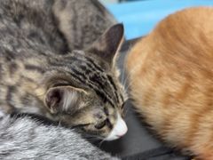 -纳吉亚猫专科动物诊疗中心(蒋宅口分院)