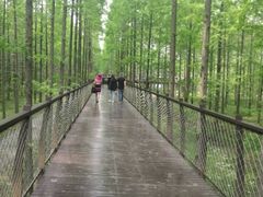 -黄海国家森林公园