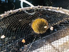 -蓝湾碧波·老字号·疍家非遗海上餐厅