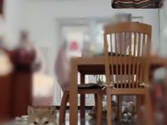 -多乐狗狗宠物训练工作室
