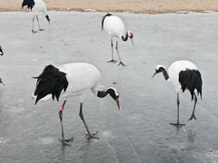 -十二忠手拉面(中华路店)