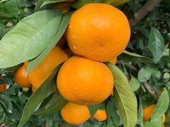 -前小桔亲子创意农场·草莓采摘·露营烧烤