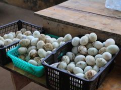 -东寨港红树林旅游区