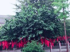 -西安青龙寺遗址景区