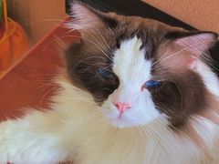 -猫在这儿猫咪咖啡馆·撸猫馆