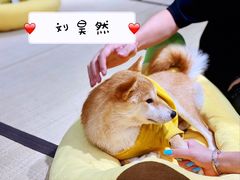 -逗柴咖啡屋·狗咖猫咖宠物桌游