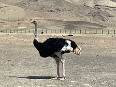 -新疆天山野生动物园