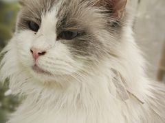 -共舞时光猫咖·狗咖(新街口店)
