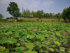 景点-滆湖低碳生态公园