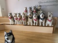 -Husky Go! 哈士奇体验馆·宠物咖啡厅狗咖