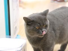 -猫和宫(六道口店)