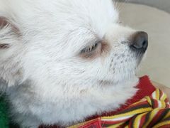 -怪兽屋·羊驼·猫咖·狗咖(俊华广场店)