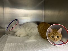 -中农国际动物医院24小时·猫科·骨科·急重症中心