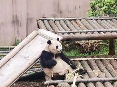 -杭州动物园