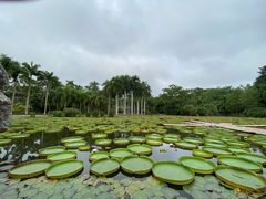 -中国科学院西双版纳热带植物园