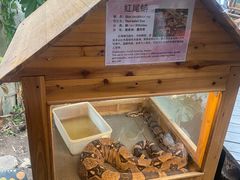 -上海大自然野生昆虫馆(东方明珠·爬宠昆虫探索中心)