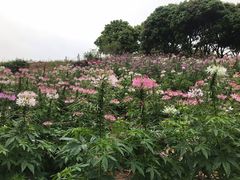 -松山湖梦幻百花洲
