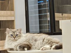 -有喵·猫咖·狗咖·30几只猫10只小狗(岗厦店)