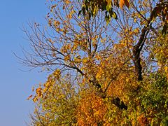 -北京西山国家森林公园