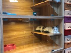 -猫十亿·布偶金渐层·曼基康矮脚猫舍(青年路店)