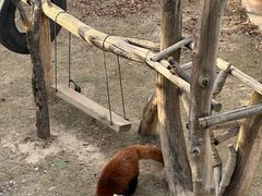 -青藏高原野生动物园