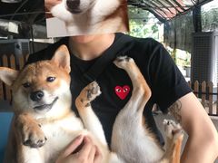 -柴犬高等学院·狗咖·柴犬售卖·宠物训练