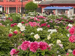 -曹州百花园