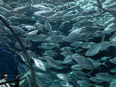 -上海海洋水族馆