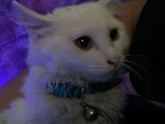 android_upload_pic-Sirena海妖日咖夜酒