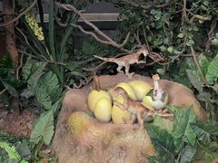 -西峡恐龙遗迹园