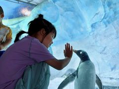 -海合安成都极地海洋公园